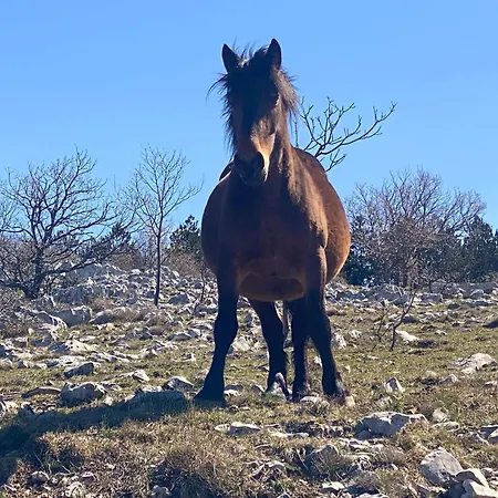 Neu - Vinomare - Neu